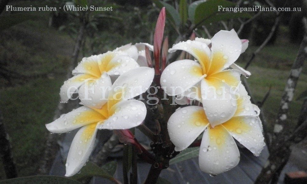 Sunset-White-Frangipani-Flowers