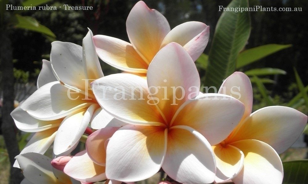 Treasure-Frangipani-Flowers