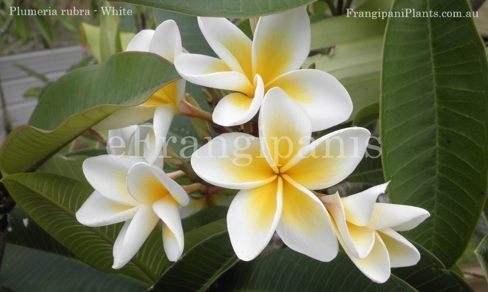 White-Frangipani-Flowers