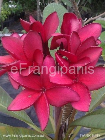Redbull Frangipani Flowers