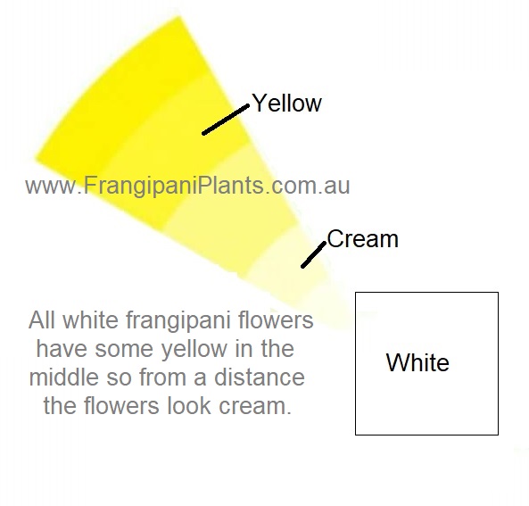 We see cream when white and yellow merge