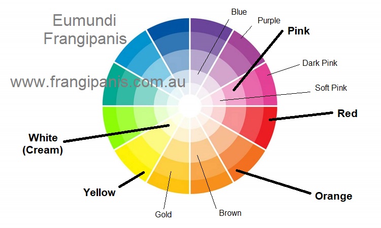 Frangipani flower colours cover about half of the colour wheel.