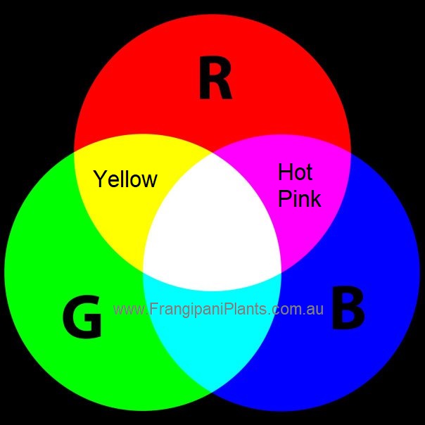 Yellow and Hot Pink are Secondary Colours