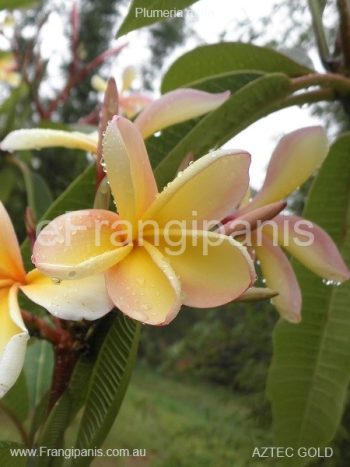 Aztec-Gold-Frangipani