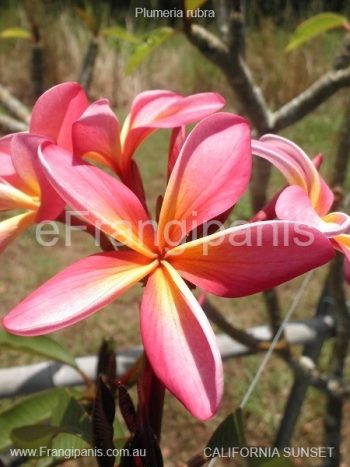 California-Sunset-Frangipani