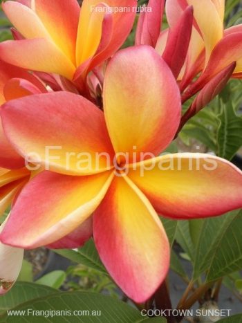 Cooktown-Sunset-Frangipani