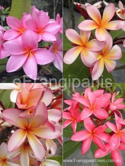 Pink-Frangipanis