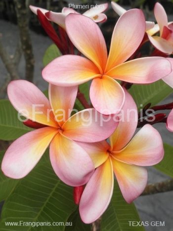 Texas-Gem-Frangipani